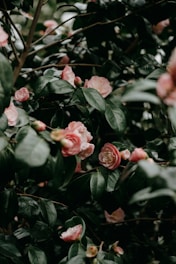 A cluster of pink camellia flowers surrounded by lush, dark green leaves. The flowers vary in stages of bloom, from buds to fully opened petals, set against a background of intertwined branches and foliage.