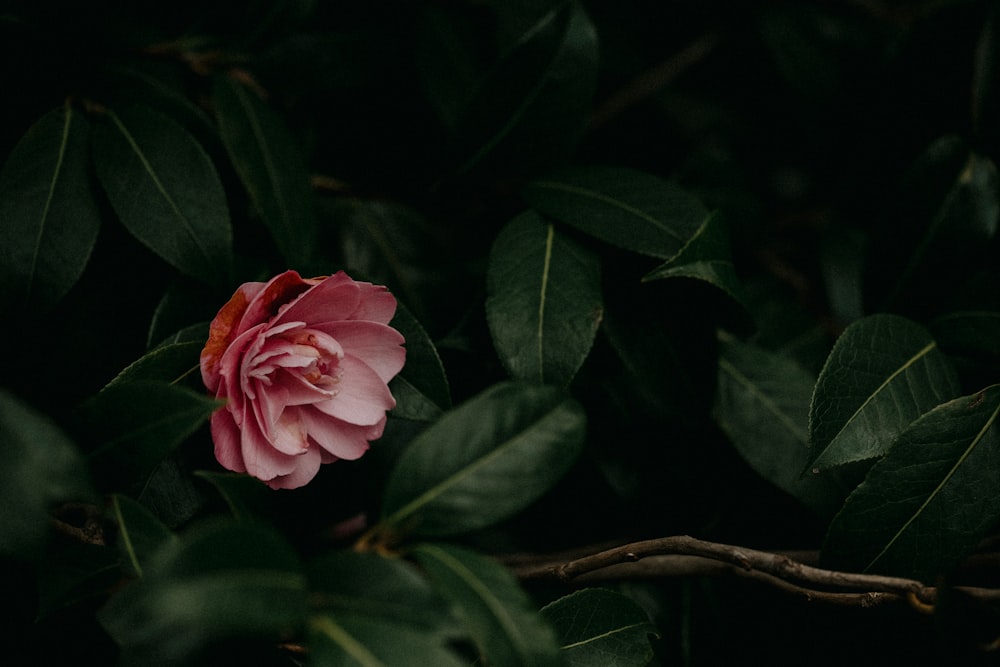 a single pink flower sitting on top of green leaves