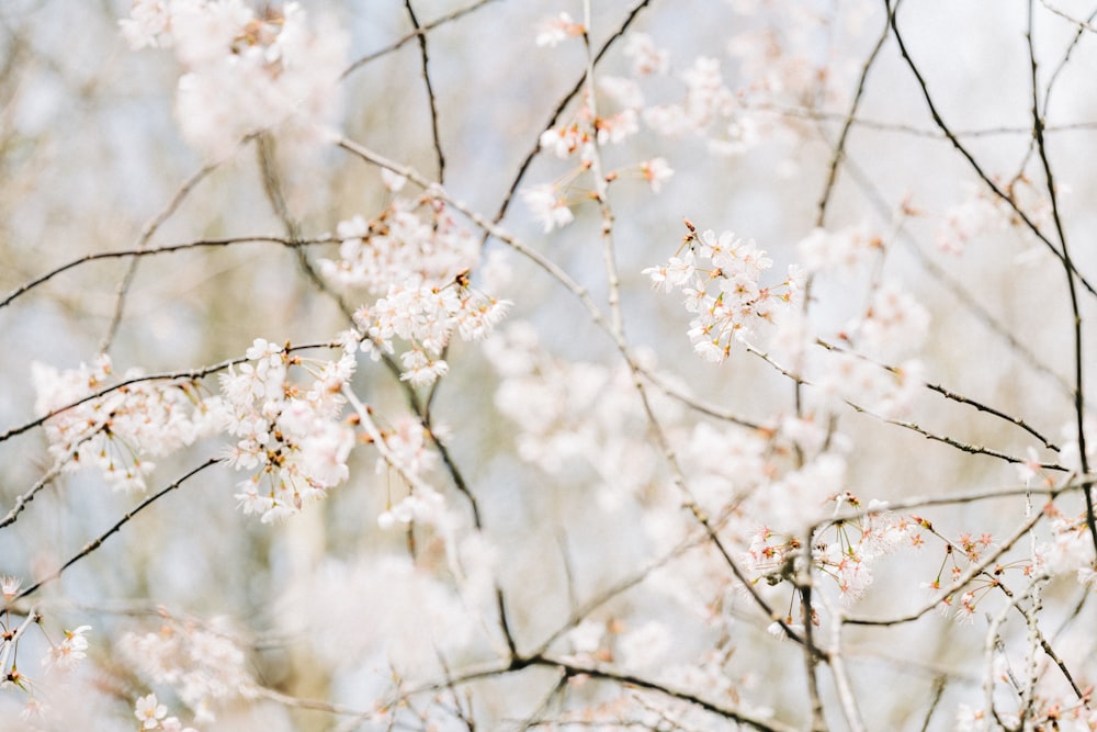 a close up of a tree with white flowers