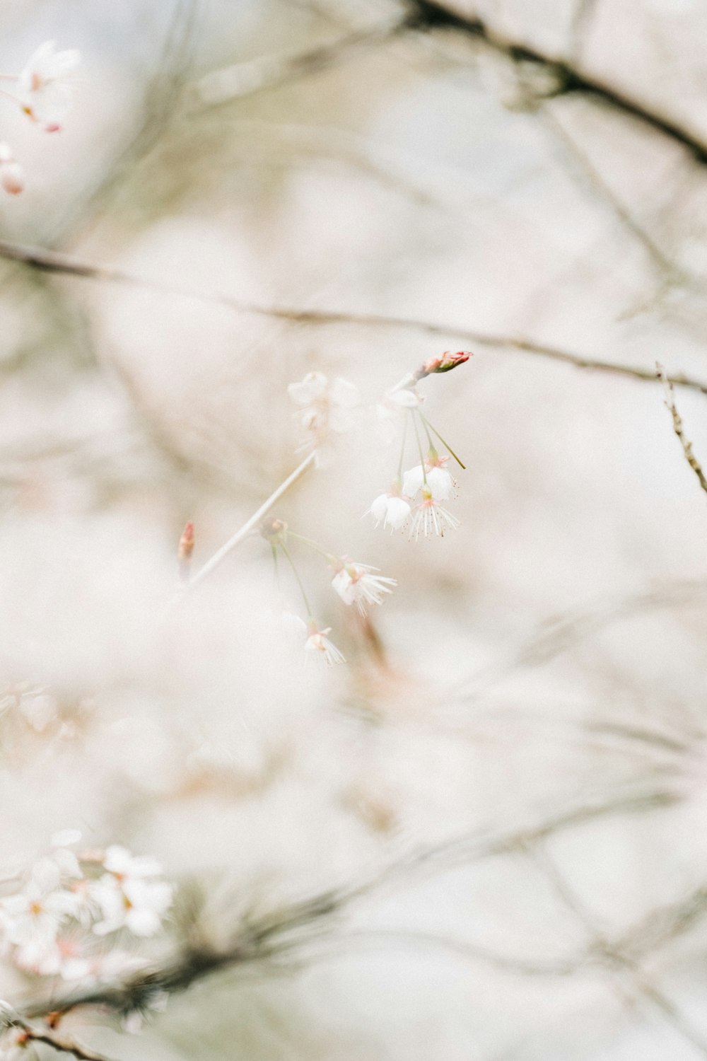 a blurry photo of a tree with white flowers