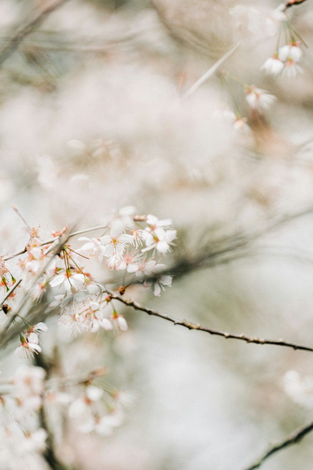 a close up of a tree with white flowers