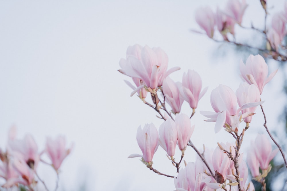 a close up of a tree with pink flowers