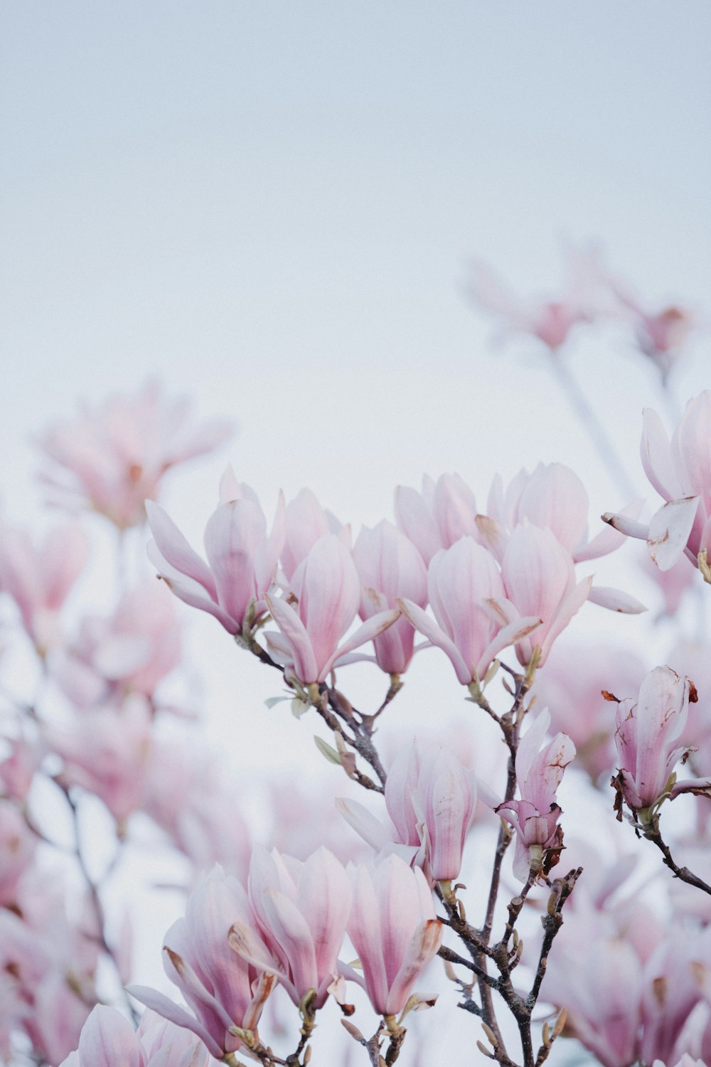 a bunch of pink flowers that are on a tree