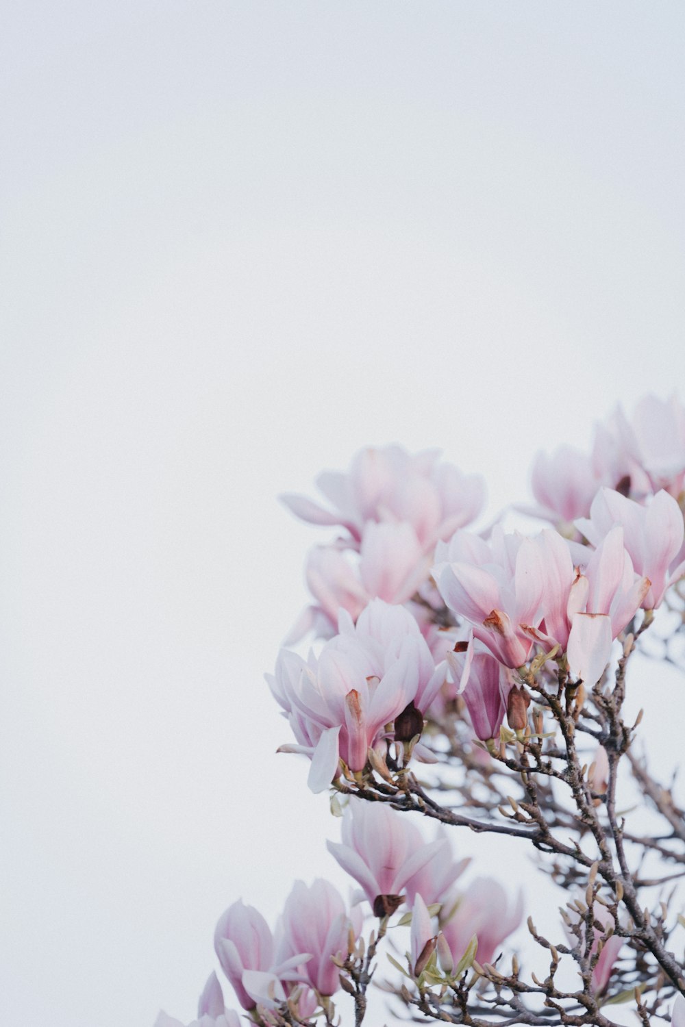 une branche d’arbre avec des fleurs roses