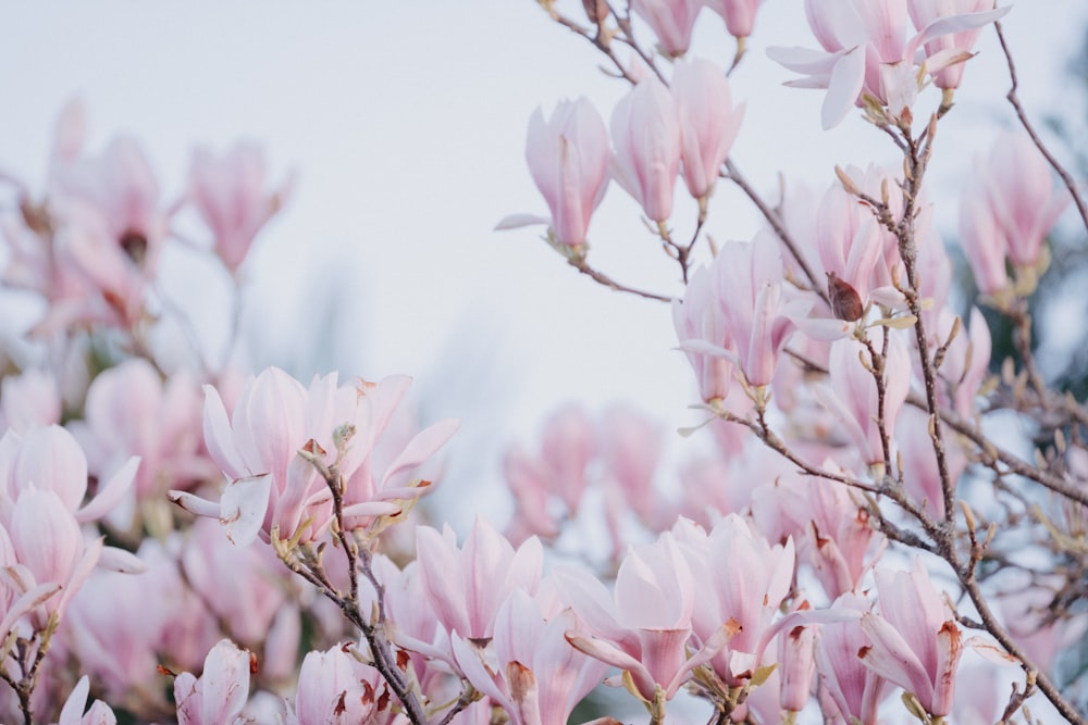 a close up of a tree with pink flowers