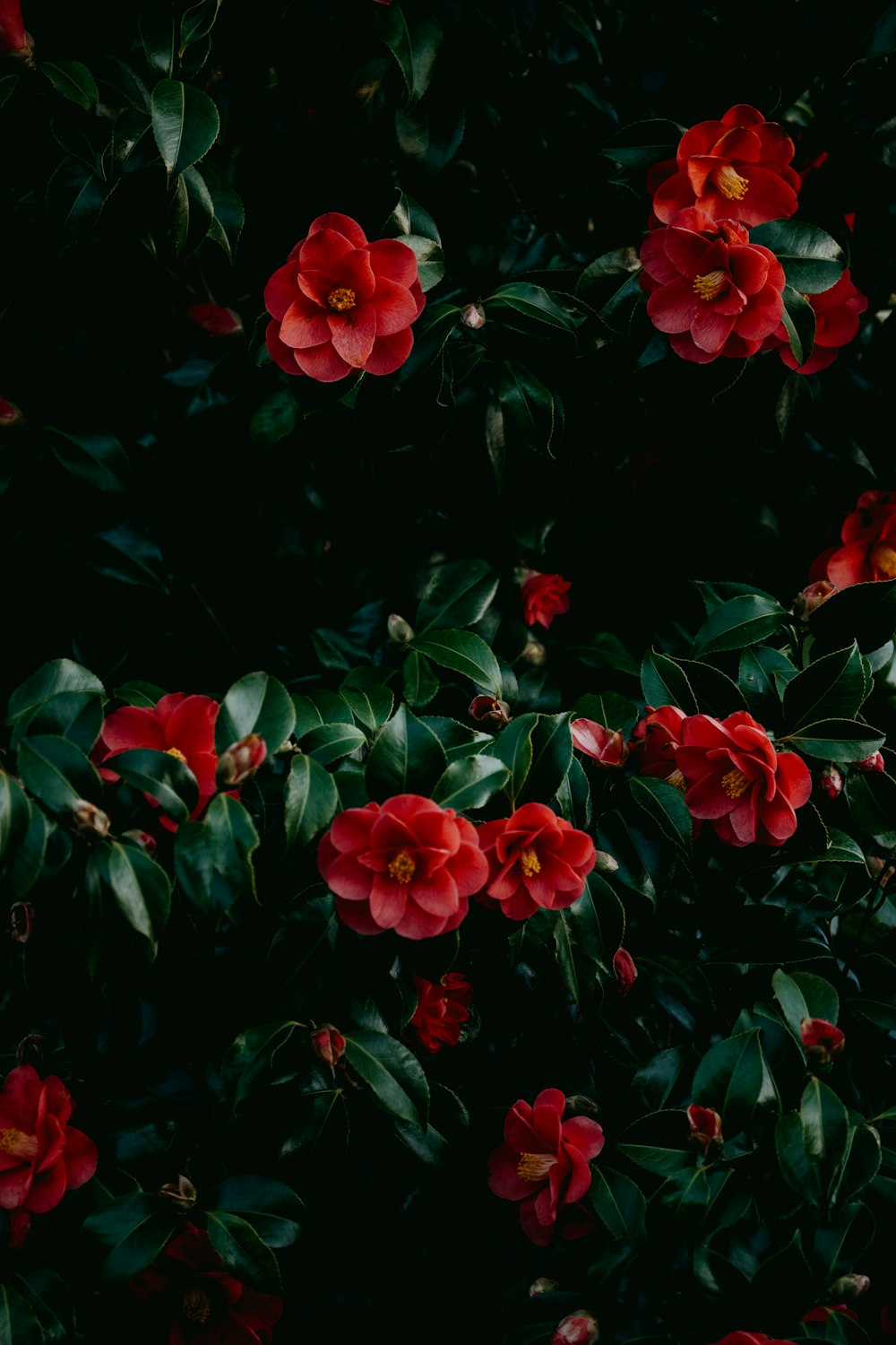 a bunch of red flowers that are on a tree