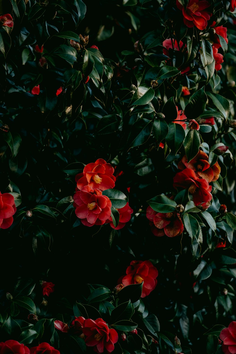 a bush with red flowers and green leaves