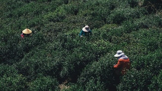 Three individuals wearing hats are engaged in agricultural activity, surrounded by dense green foliage. The workers are partially obscured by the lush vegetation, suggesting they are harvesting or working in a field.