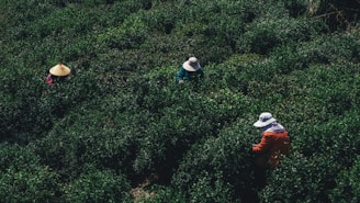Three individuals wearing hats are engaged in agricultural activity, surrounded by dense green foliage. The workers are partially obscured by the lush vegetation, suggesting they are harvesting or working in a field.