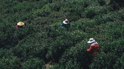 Three individuals wearing hats are engaged in agricultural activity, surrounded by dense green foliage. The workers are partially obscured by the lush vegetation, suggesting they are harvesting or working in a field.