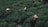 Three individuals wearing hats are engaged in agricultural activity, surrounded by dense green foliage. The workers are partially obscured by the lush vegetation, suggesting they are harvesting or working in a field.