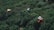 Three individuals wearing hats are engaged in agricultural activity, surrounded by dense green foliage. The workers are partially obscured by the lush vegetation, suggesting they are harvesting or working in a field.