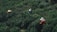 Three individuals wearing hats are engaged in agricultural activity, surrounded by dense green foliage. The workers are partially obscured by the lush vegetation, suggesting they are harvesting or working in a field.