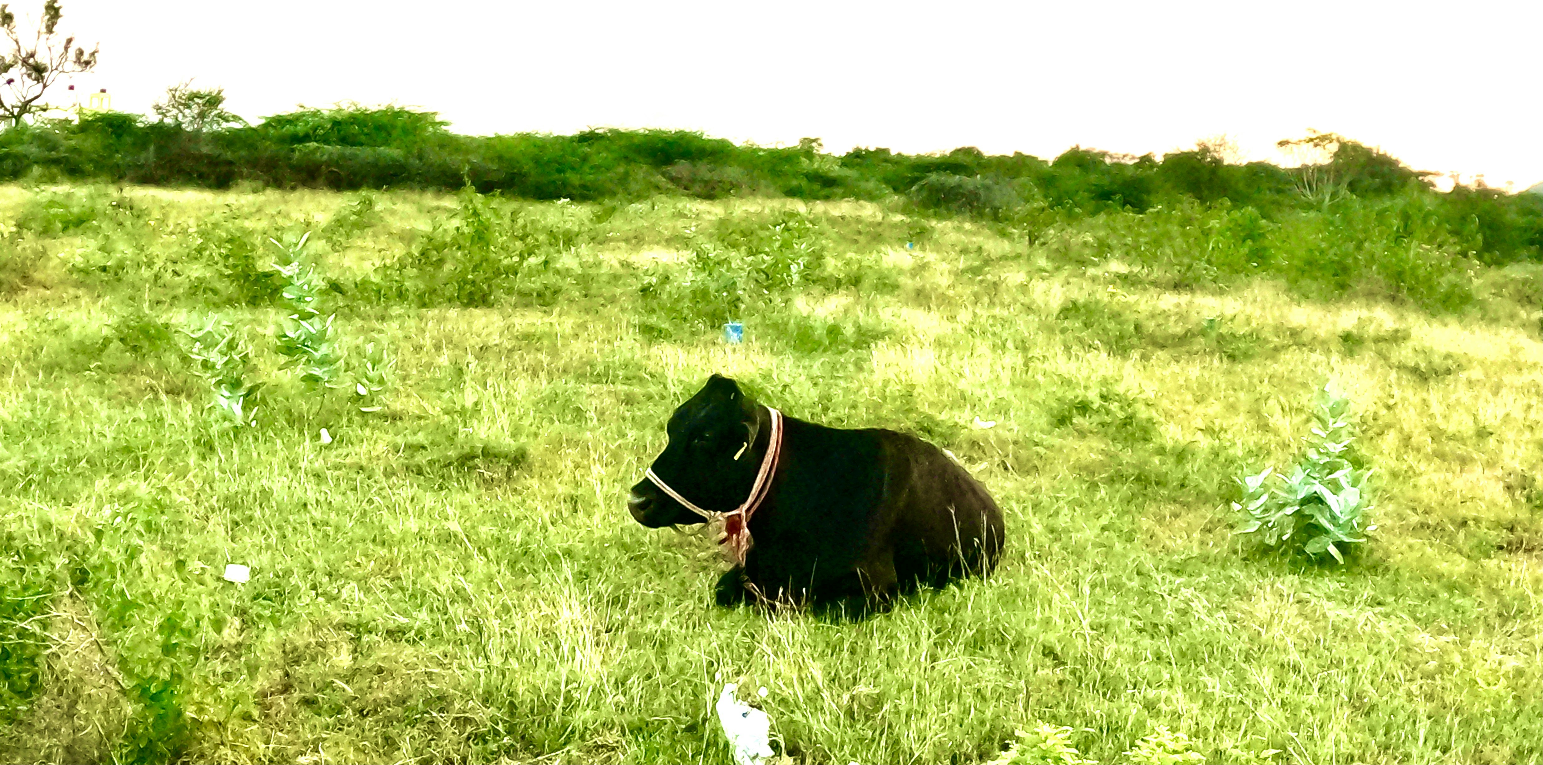 Photo by malisuresh6