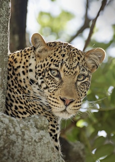 A close-up of a leopard peering through the dense foliage with piercing eyes.