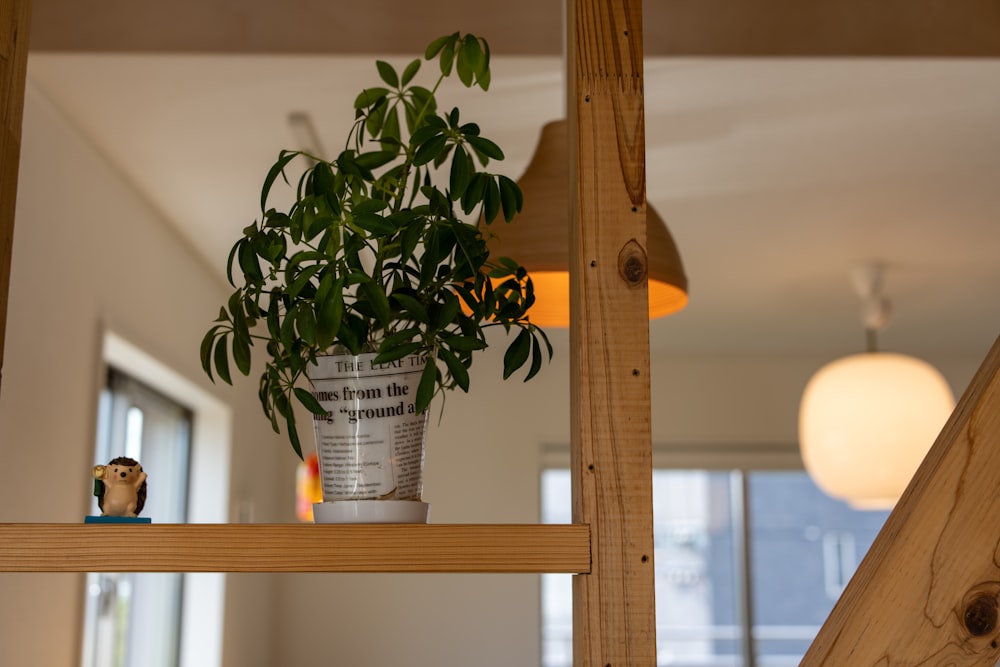 a potted plant sitting on top of a wooden shelf