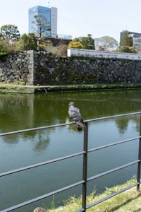 Pigeon Safety Net