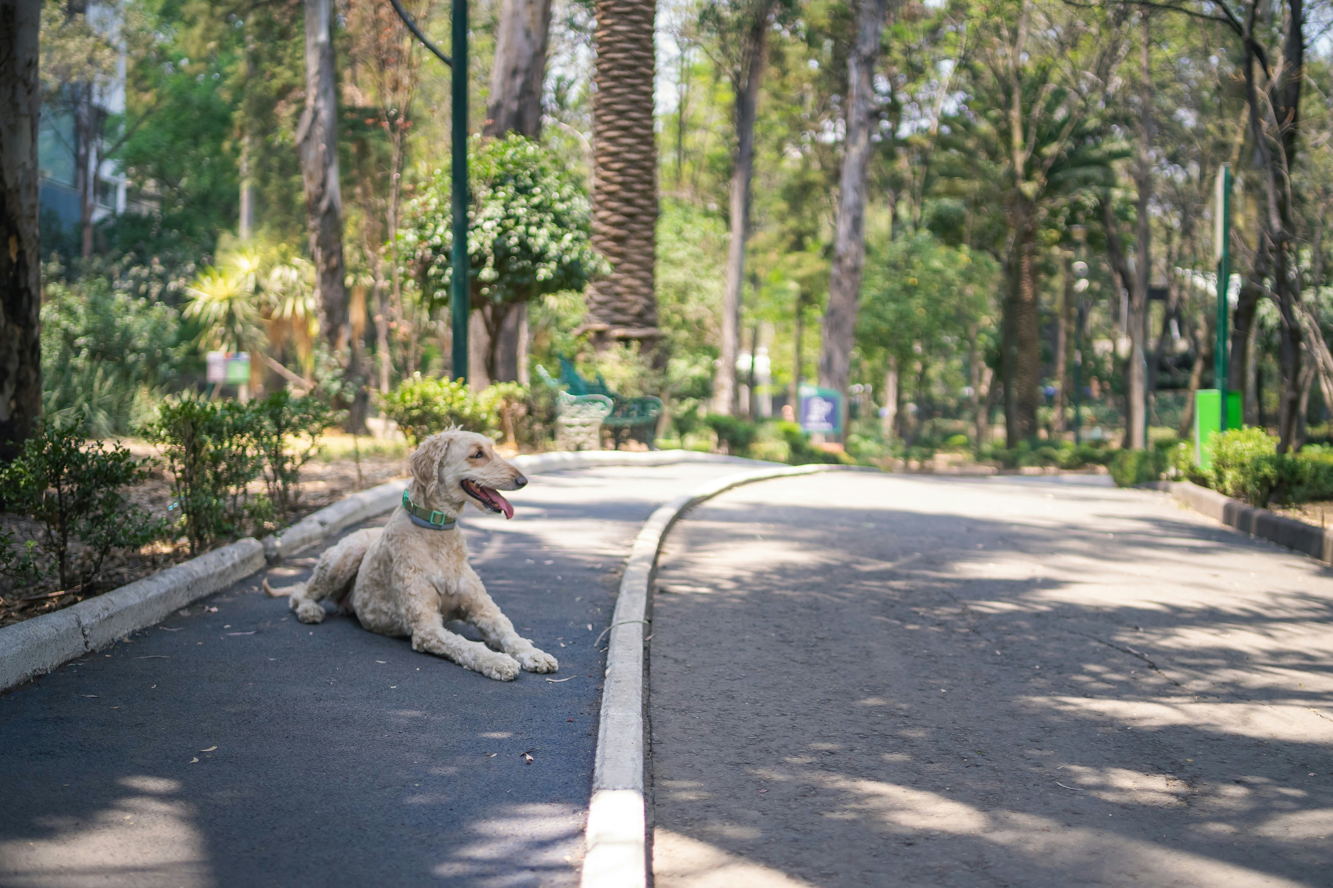 Designated service dog relief area in a Disney park