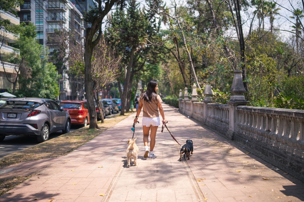 a woman walking two dogs down a sidewalk