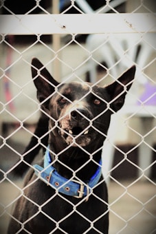 A dog with a blue collar is standing behind a chain-link fence. Its ears are perked up and it has a slightly open mouth. The background includes blurred objects that appear to be outdoor furniture.