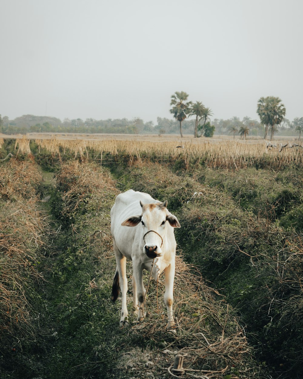 a white cow standing in a field with trees in the background