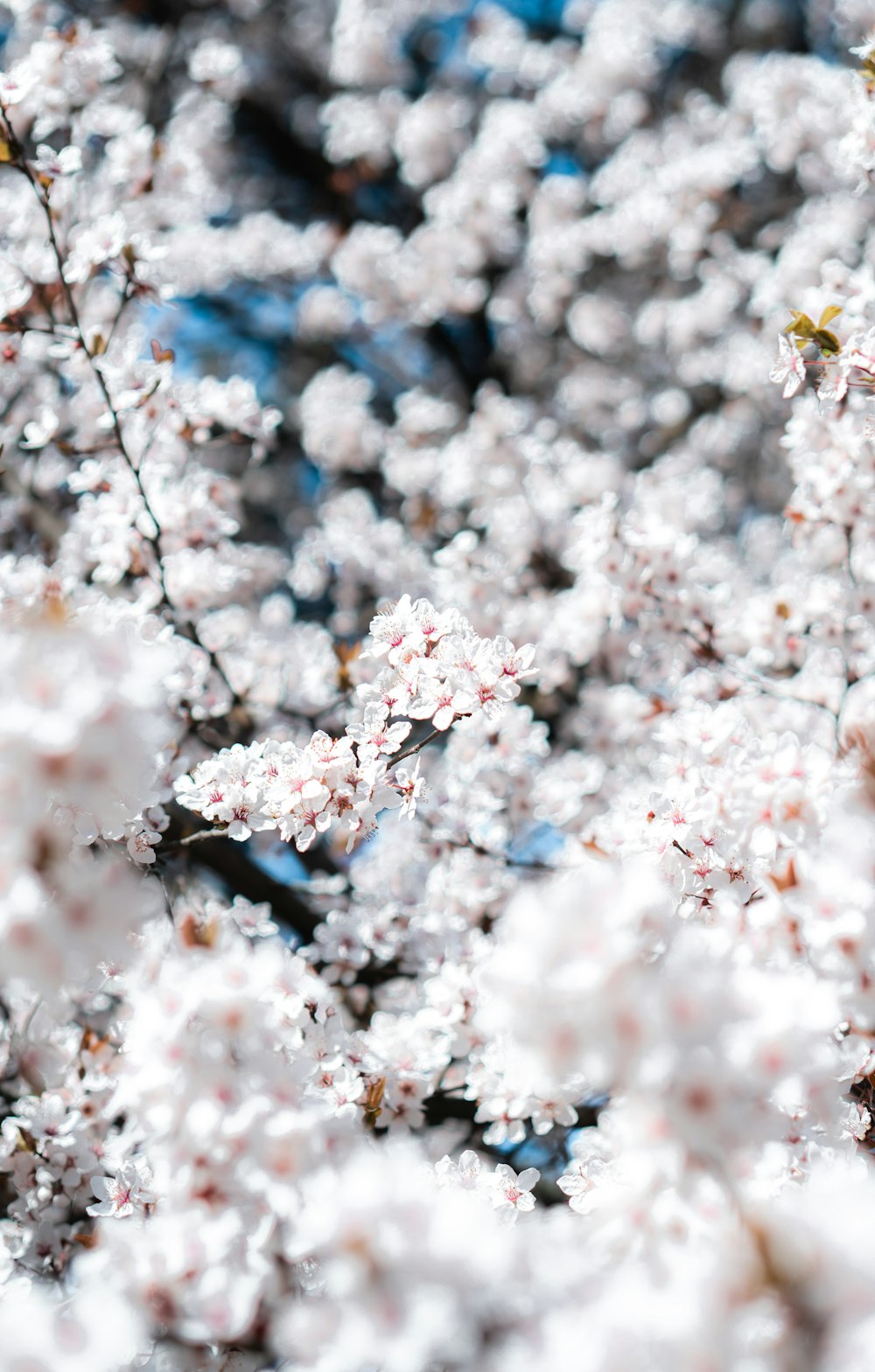 a bunch of white flowers that are on a tree