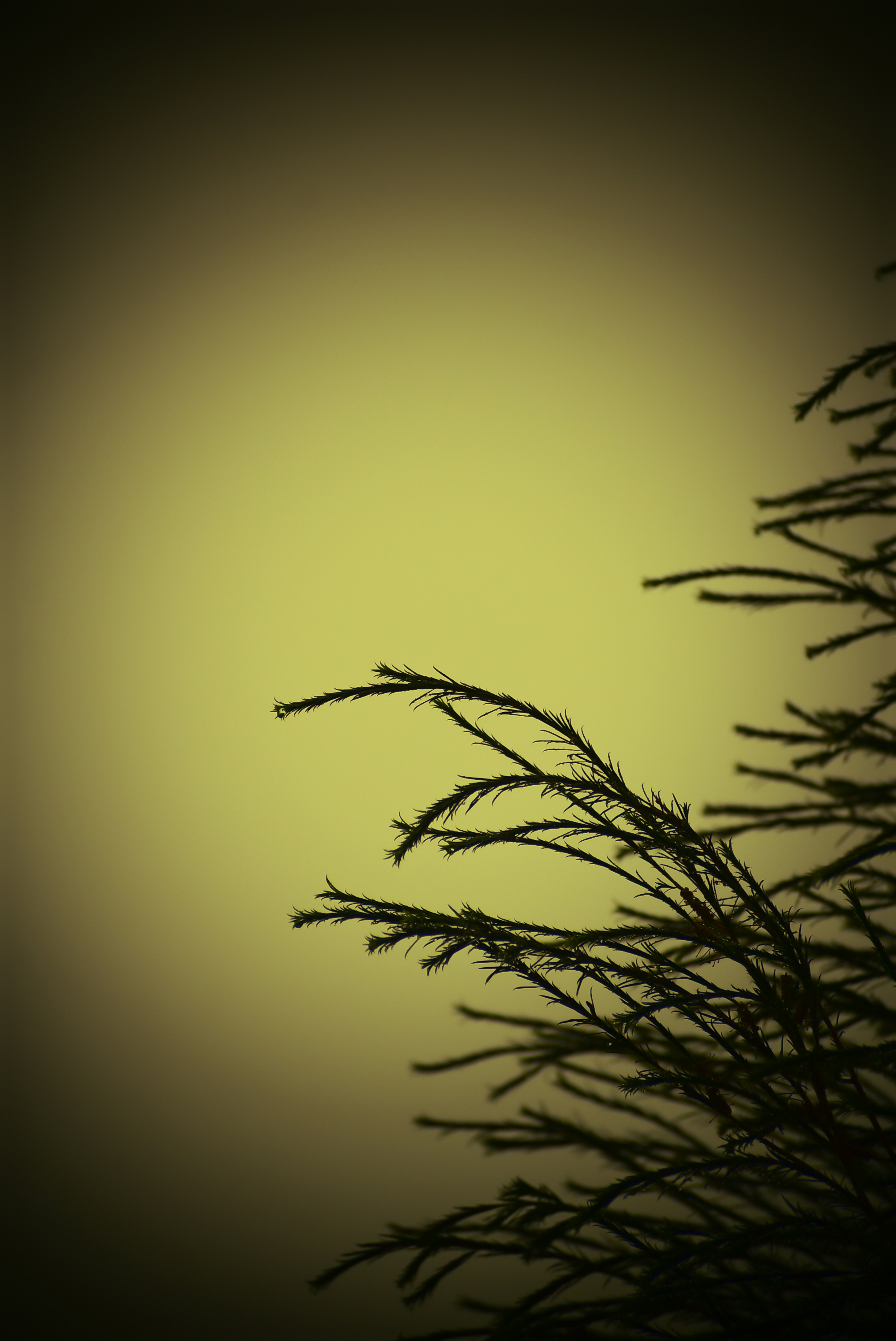 Photo by stevecameup