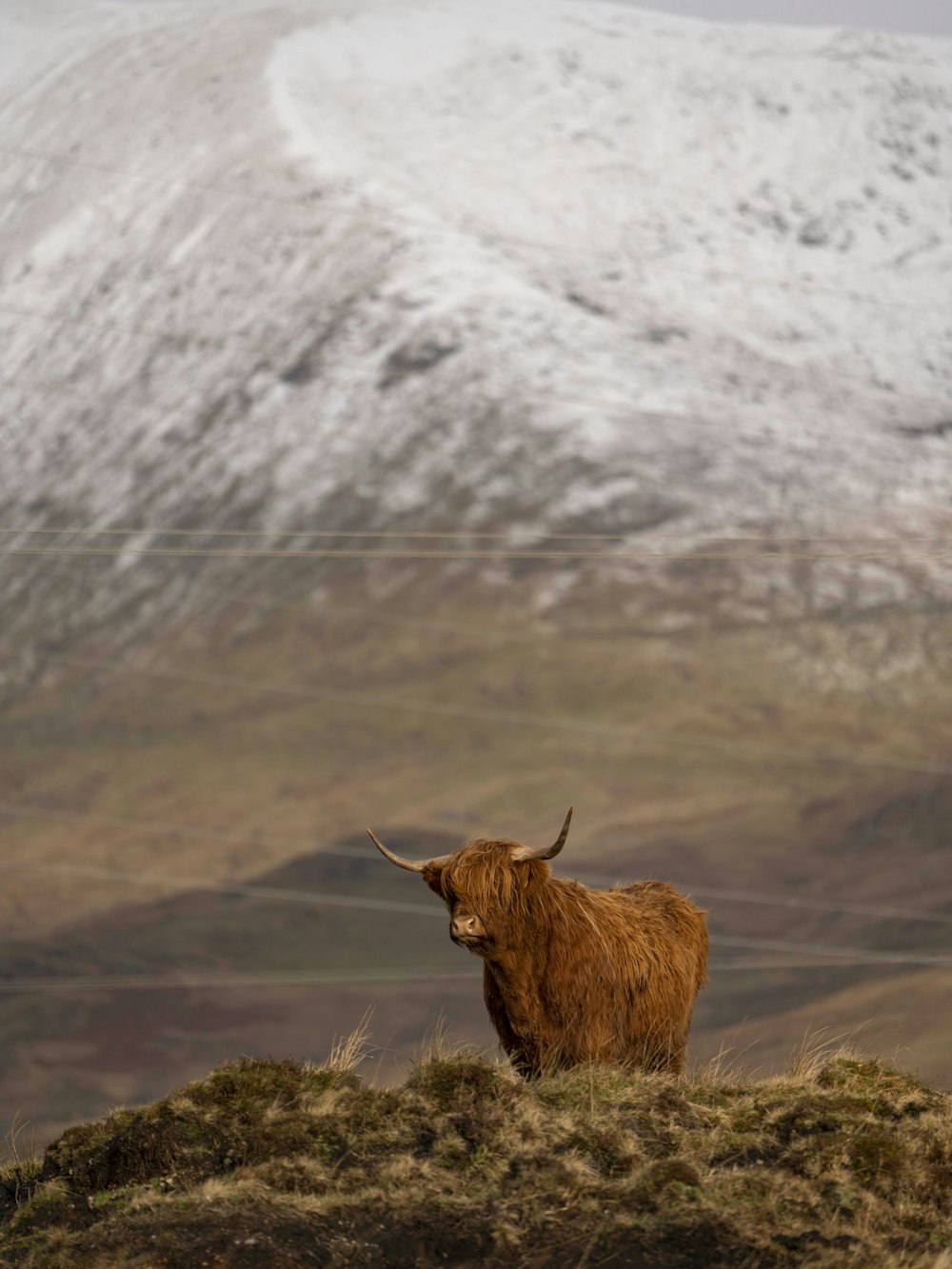 a brown cow standing on top of a grass covered hill