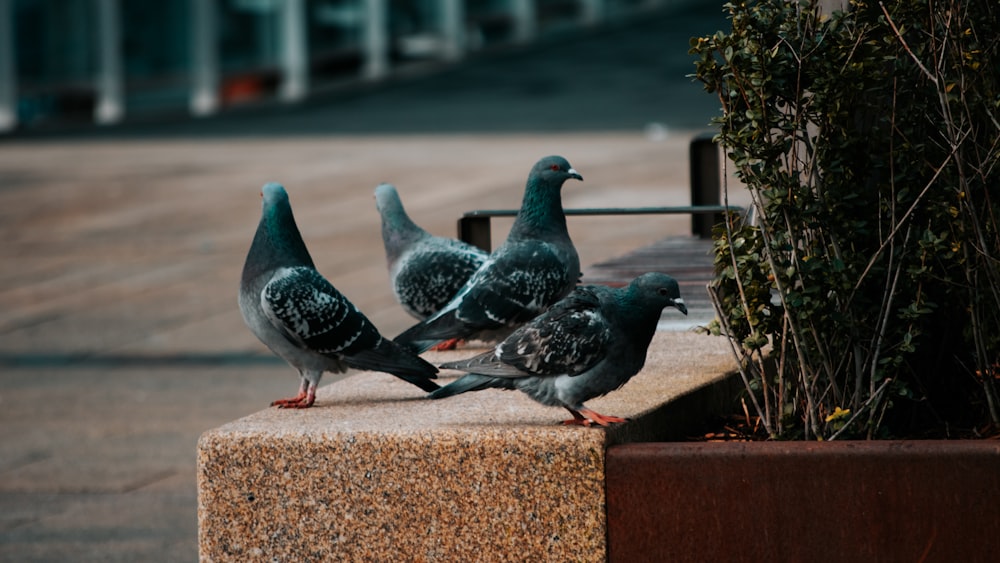a group of pigeons standing on a ledge next to a plant