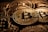 A close-up view of multiple shiny gold coins featuring the Bitcoin logo with intricate circuit-like patterns. The coins are stacked and overlap each other, creating a sense of abundance and wealth.