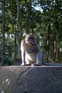 A monkey sitting on a rock, basking in the sunlight.