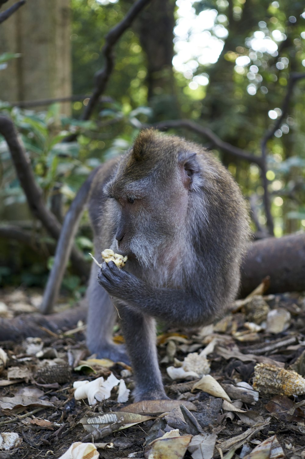 a monkey sitting on the ground eating something