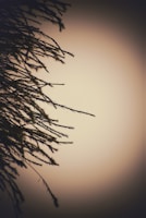 Artistic portrayal of a glowing tree with gentle light rays casting soft shadows on the forest floor.