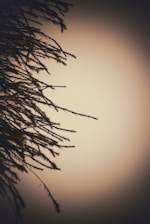 A warm, inviting family tree illustration glowing softly with interconnected branches and ancestral portraits.