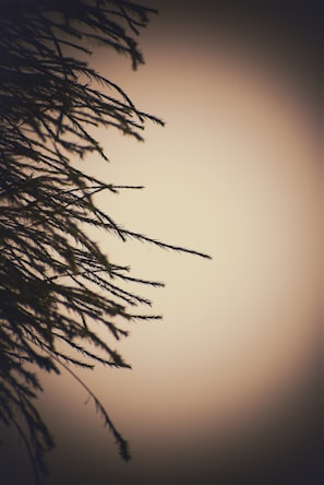 Artistic portrayal of a glowing tree with gentle light rays casting soft shadows on the forest floor.