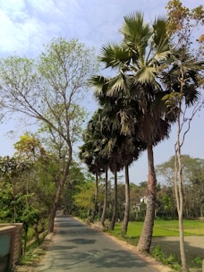 A rural road lined with tall palm trees and lush green vegetation. The scene is peaceful with a clear sky overhead and sunlight casting gentle shadows on the pavement. Agricultural fields are visible on one side of the road.