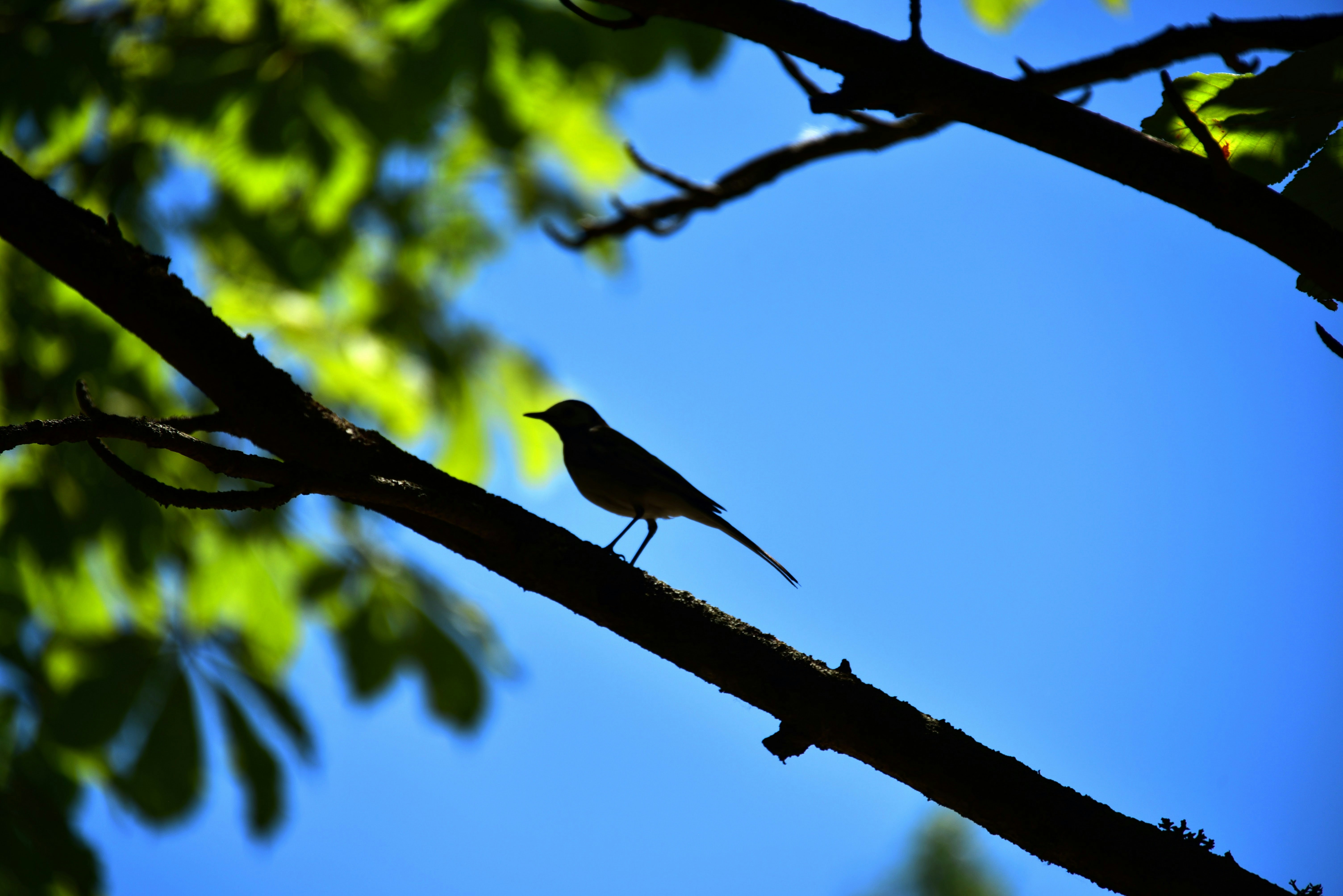 a small bird perched on a tree branch