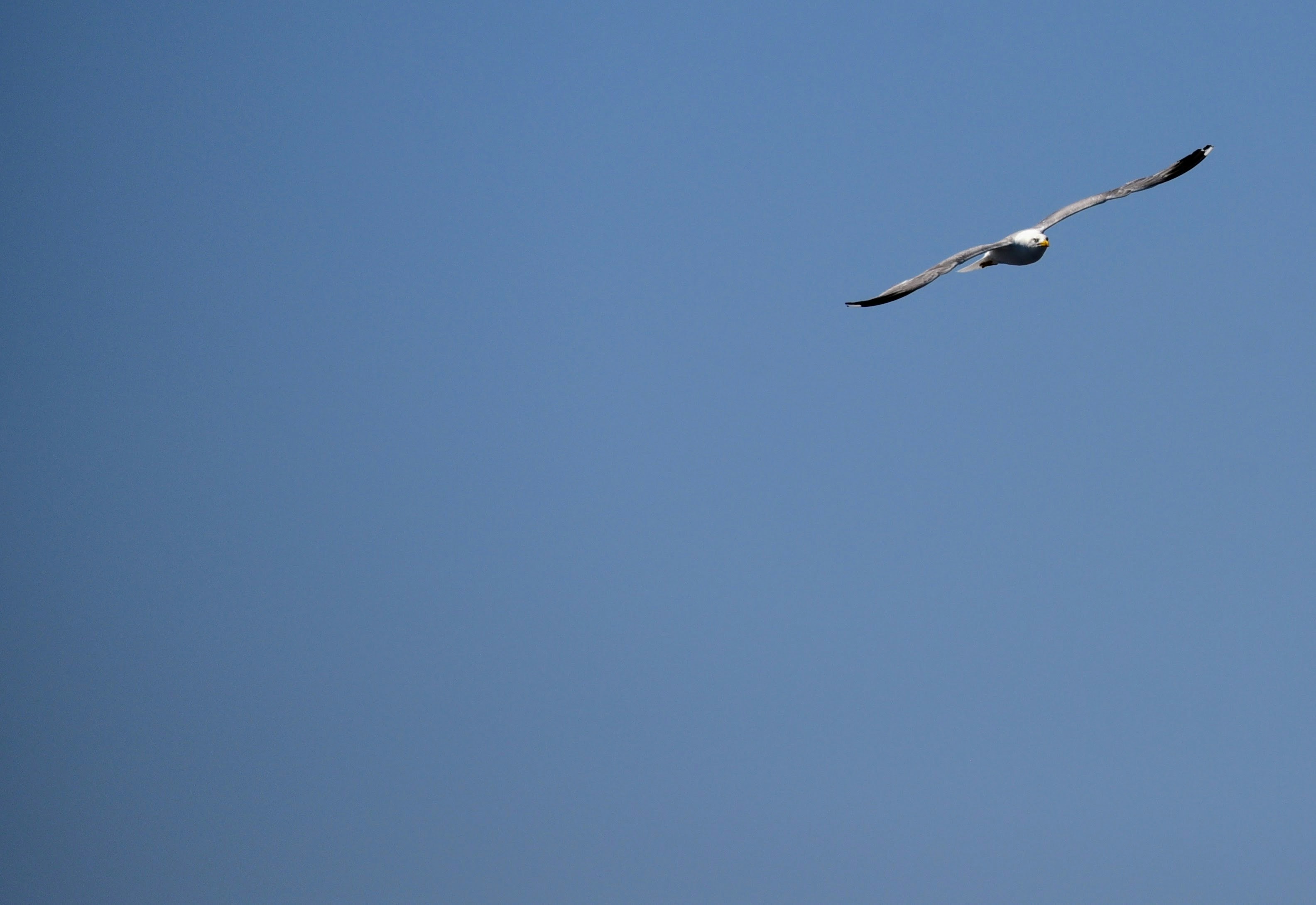 a seagull flying in a clear blue sky