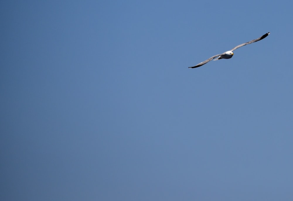 a seagull flying in a clear blue sky