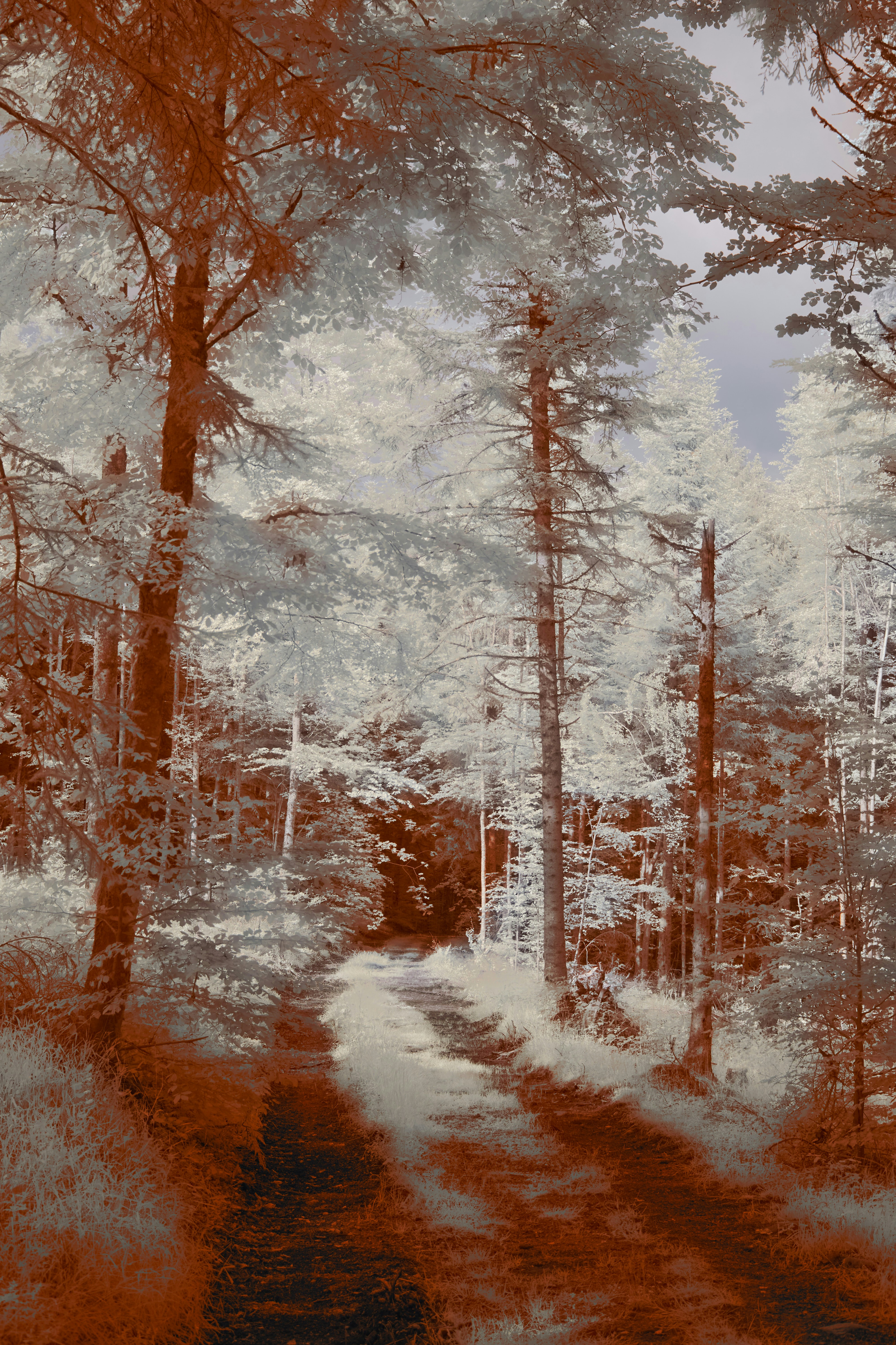 Photo by wolfgang_hasselmann