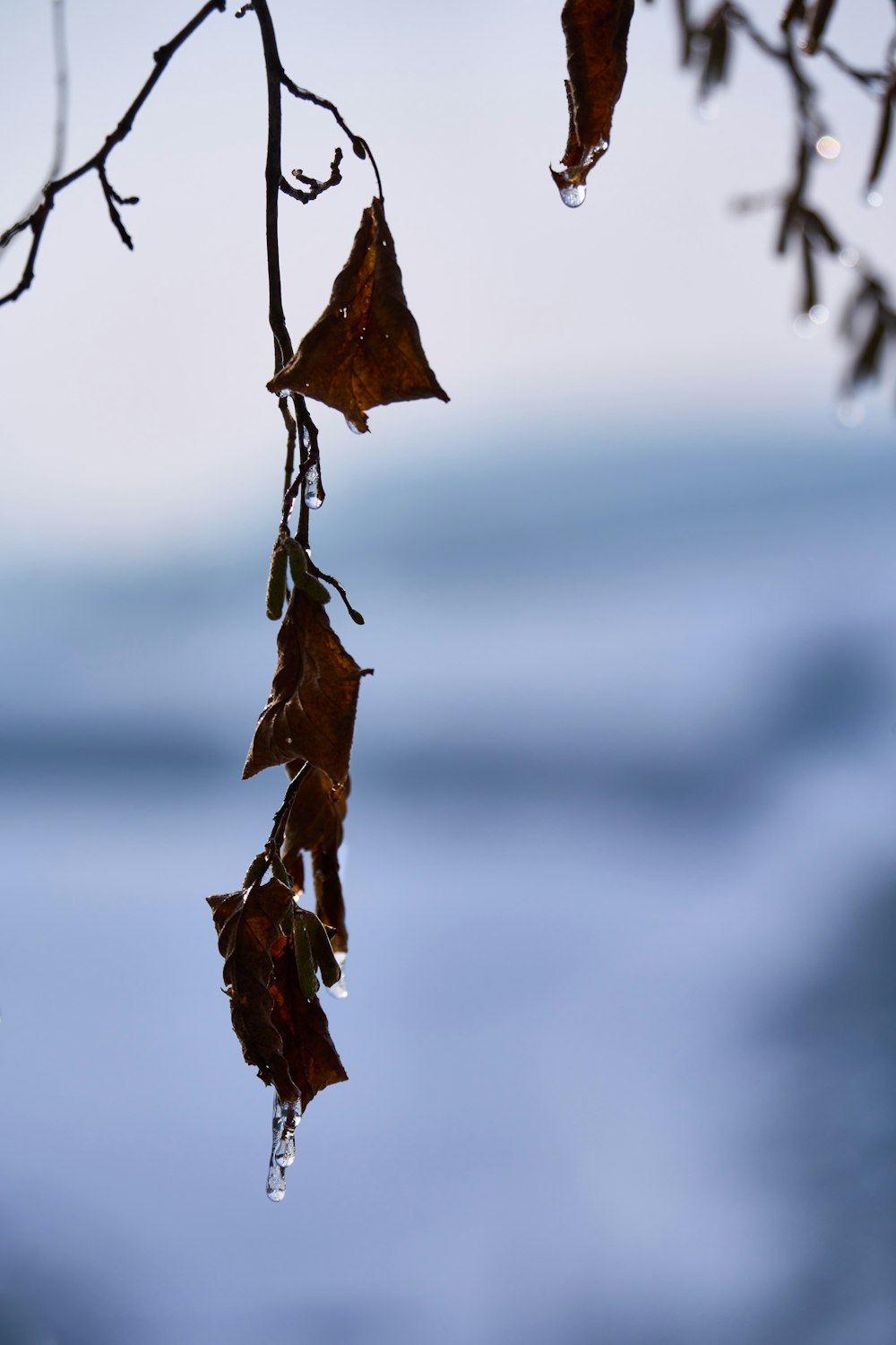 a leaf hanging from a tree branch with water in the background
