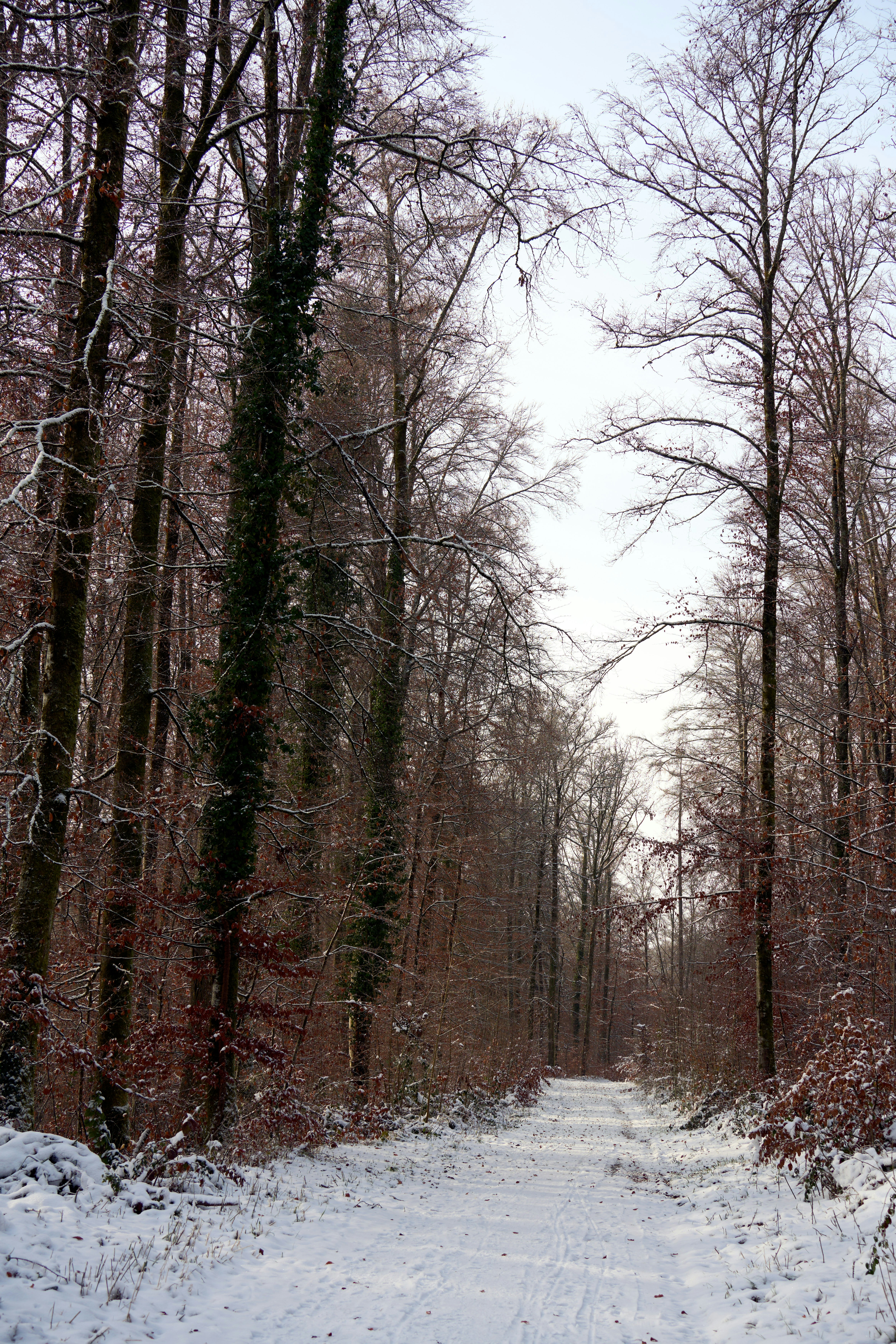 Photo by wolfgang_hasselmann