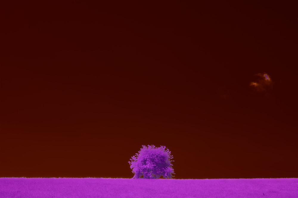 Un arbre solitaire dans un champ violet sous un ciel rouge