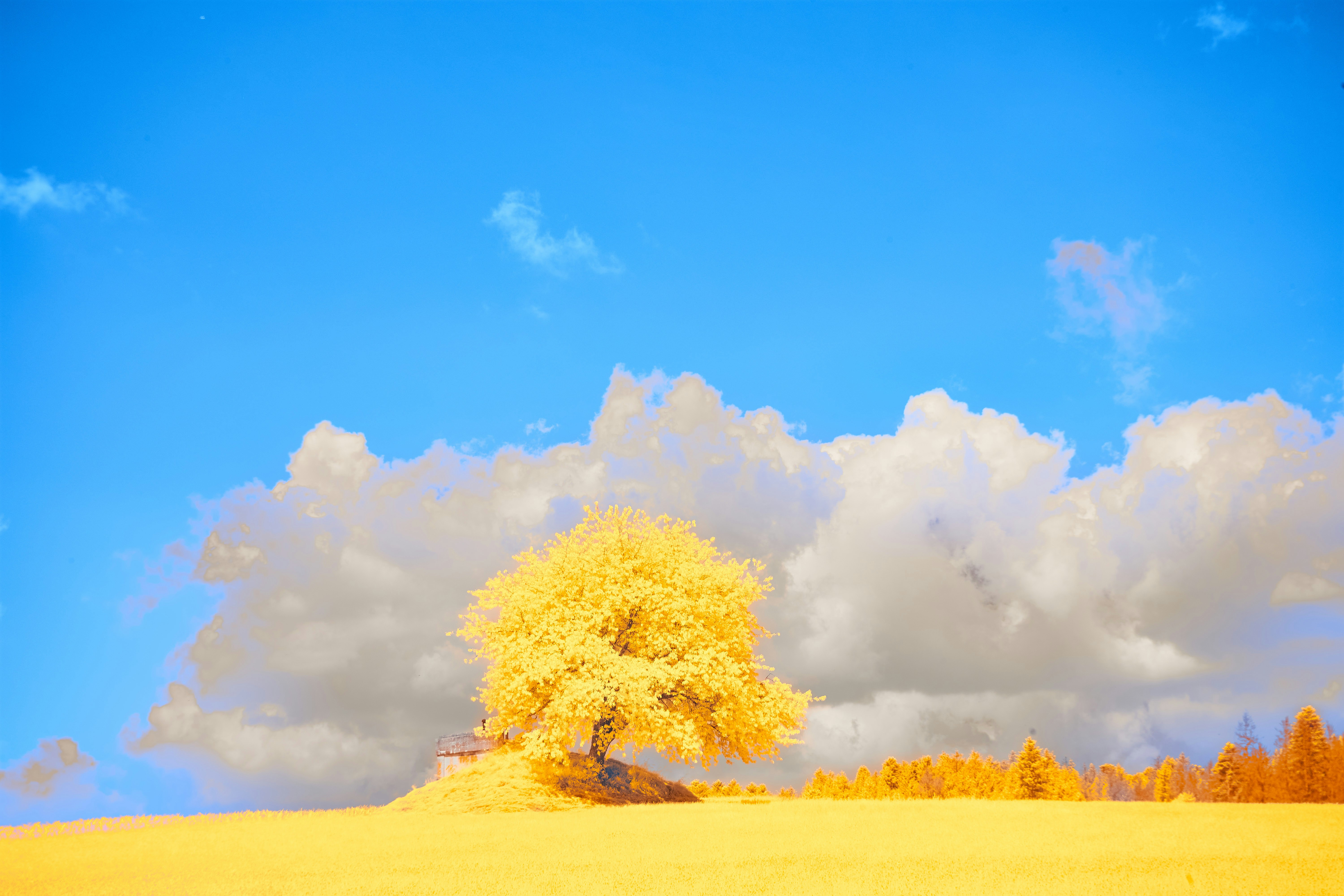 Photo by wolfgang_hasselmann