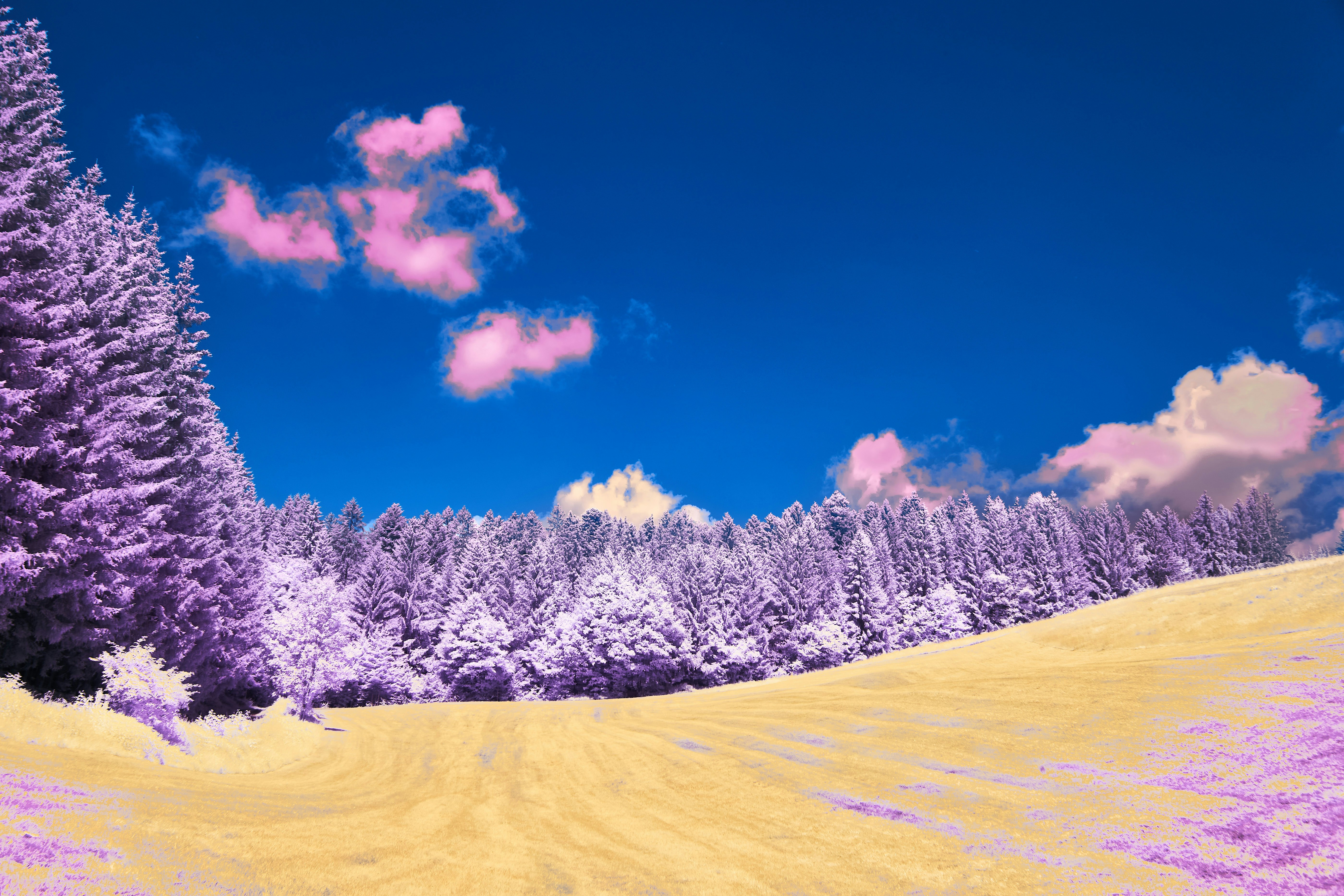 Photo by wolfgang_hasselmann