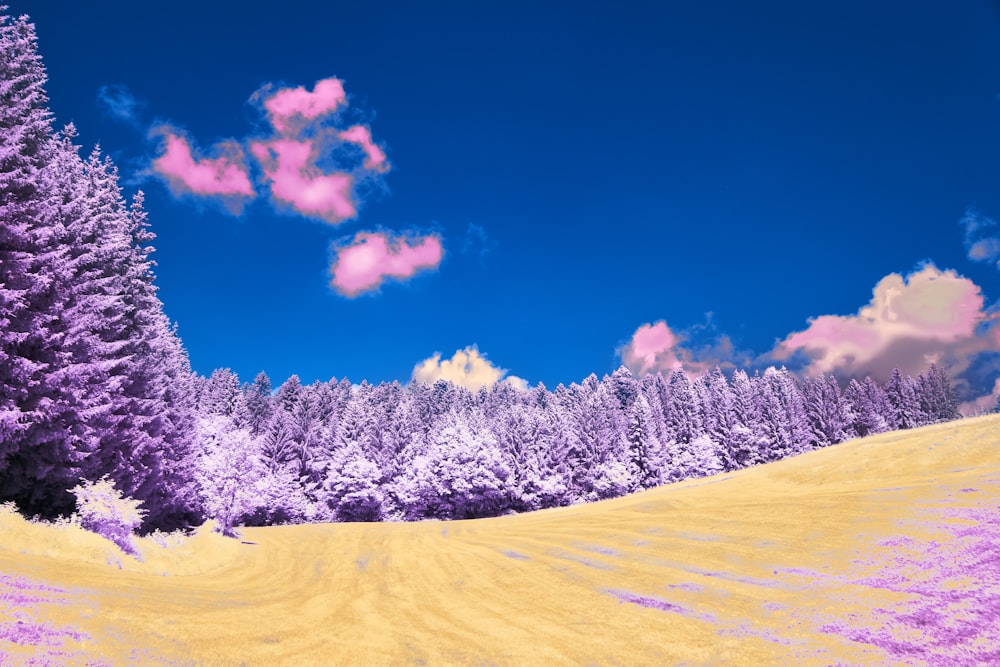 a field covered in purple flowers next to a forest