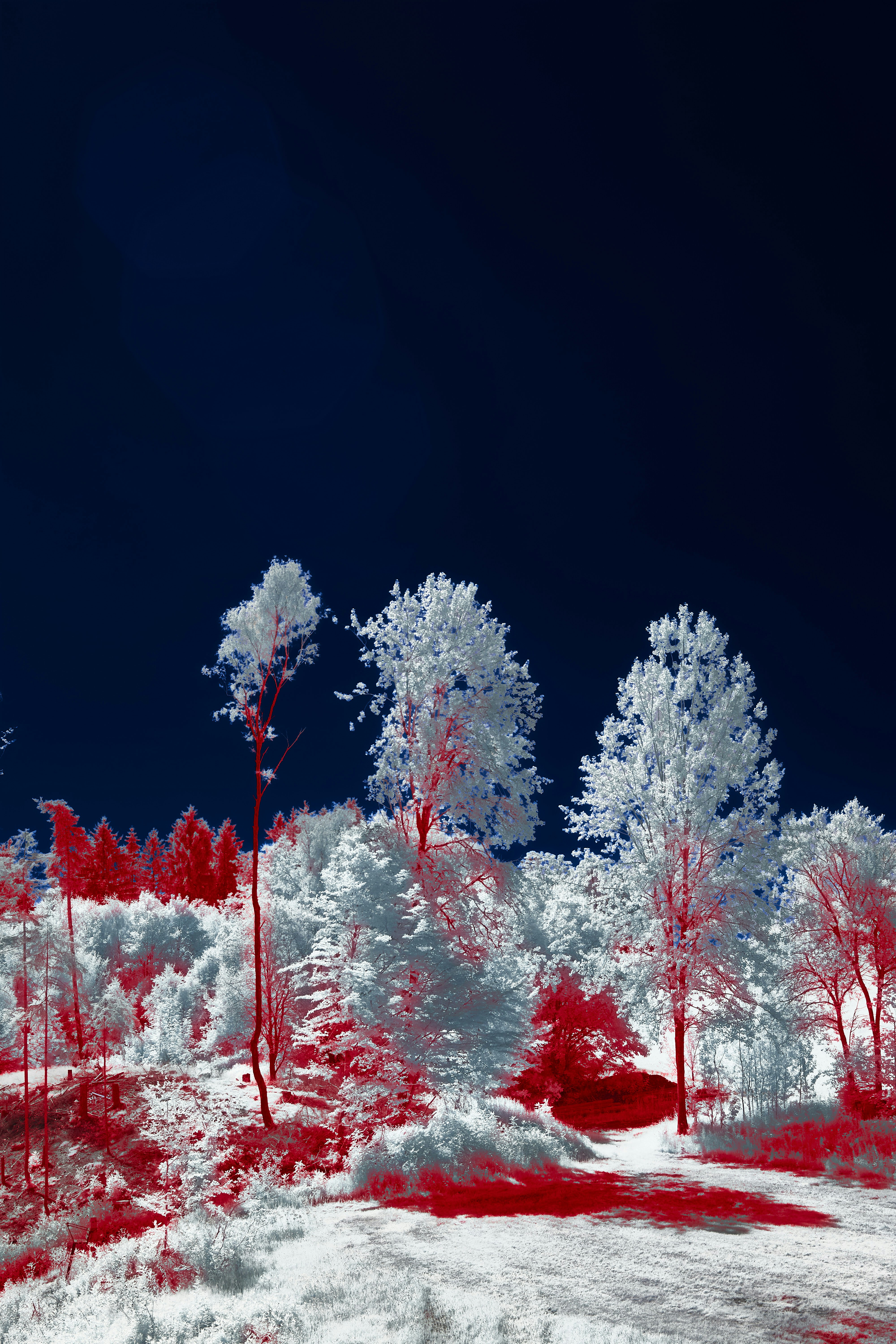 Photo by wolfgang_hasselmann