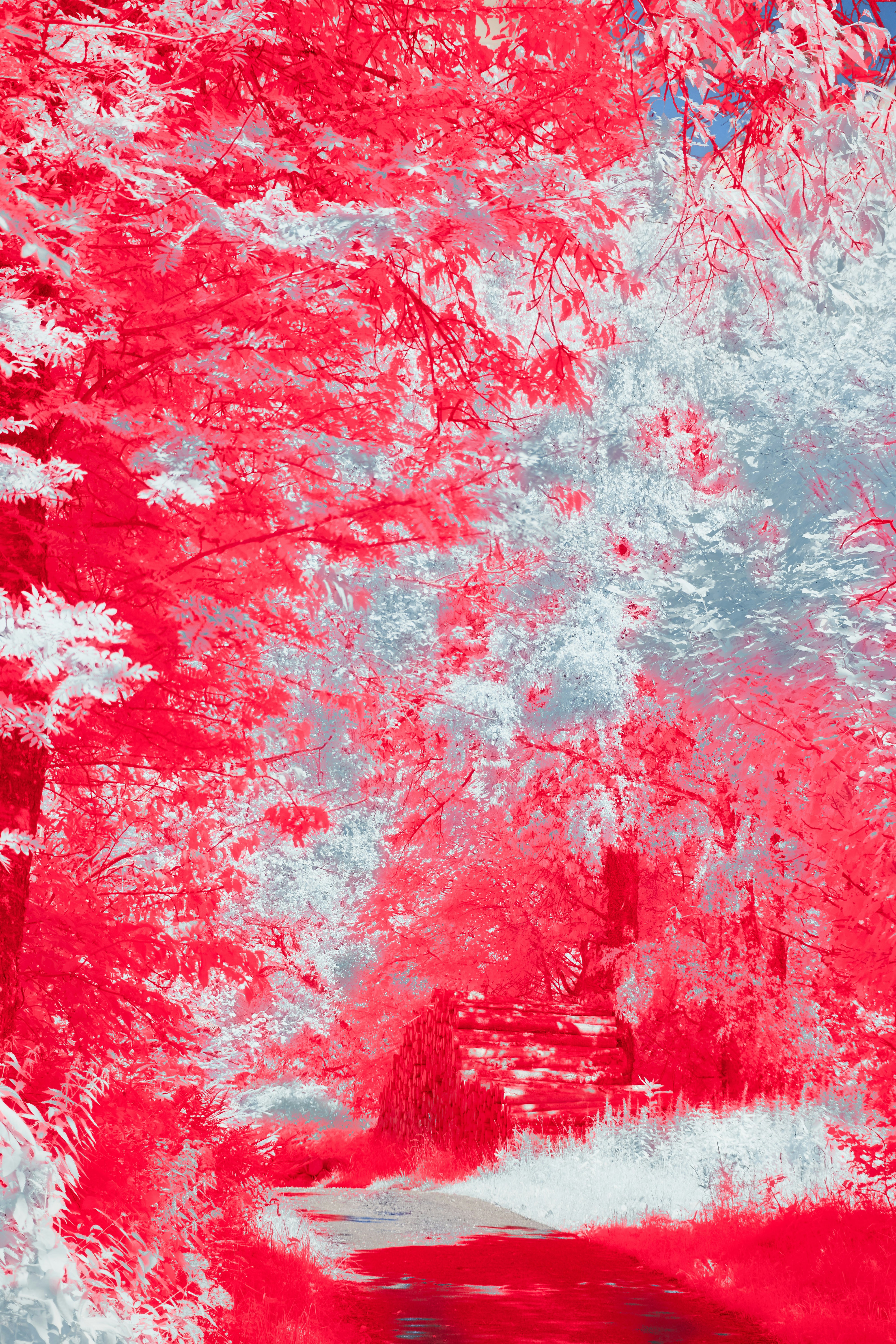 Photo by wolfgang_hasselmann