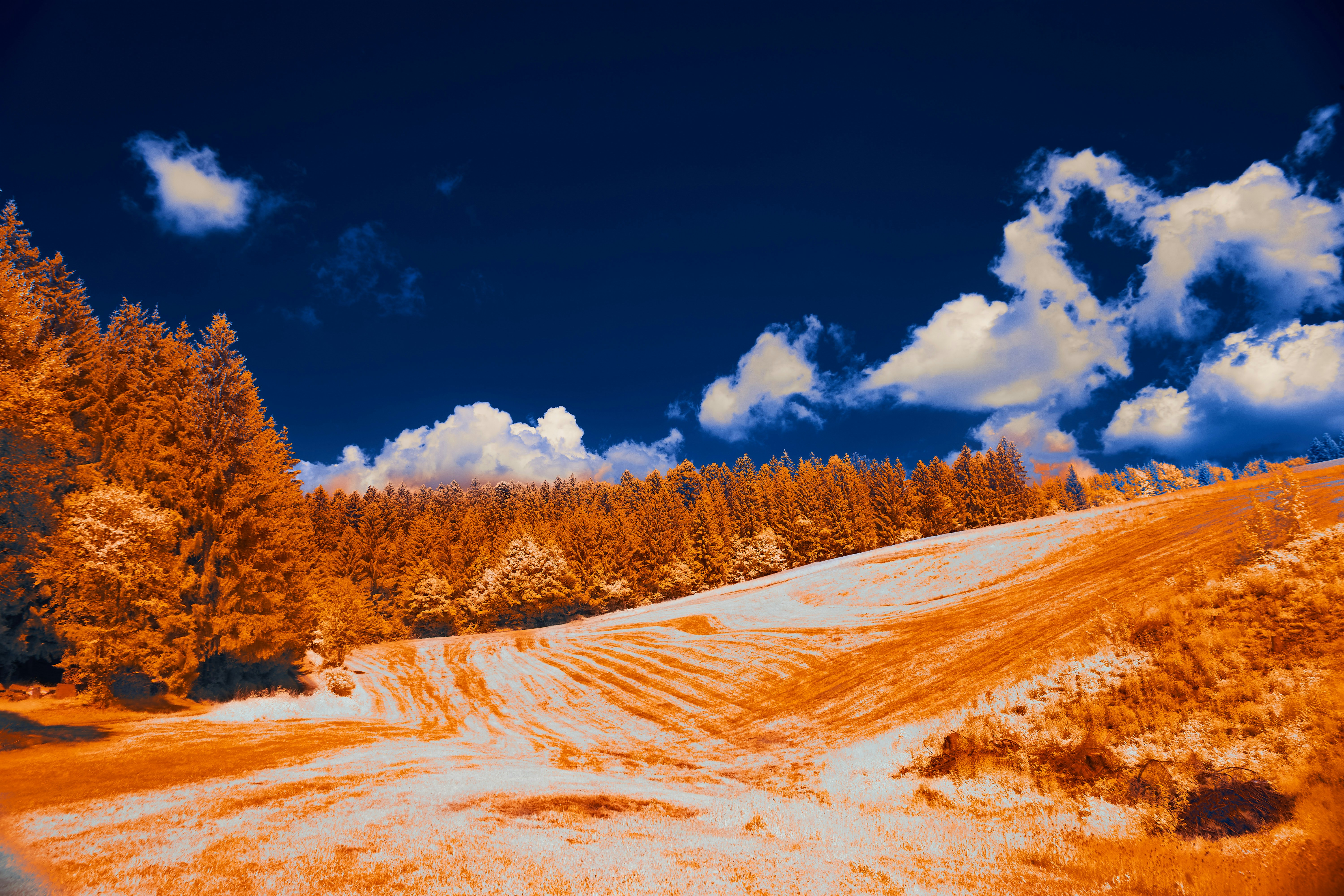 Photo by wolfgang_hasselmann