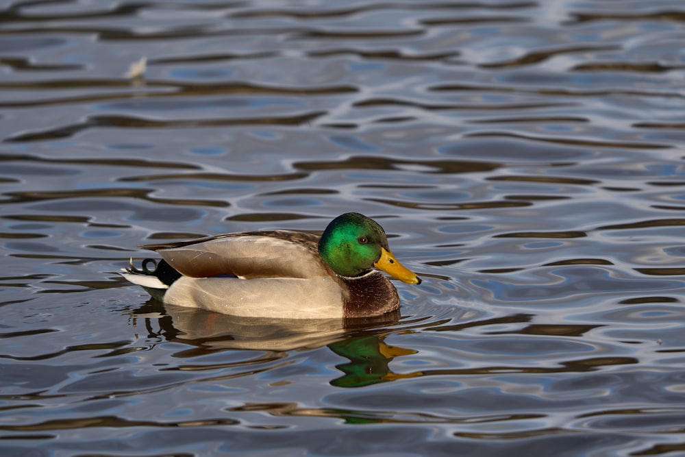 a duck is swimming in the water